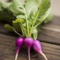 150 PCS Seeds Radish Violet Round Vegetable