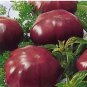 100 PCS Seeds Rainbow Black Elephant Tomato