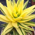 200 PCS Seeds Rainbow Aloe Bonsai Mixed Excellent Succulent Plant
