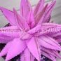 200 PCS Seeds Rainbow Aloe Bonsai Mixed Excellent Succulent Plant