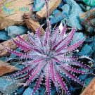200 PCS Seeds Rainbow Aloe Bonsai Mixed Excellent Succulent Plants