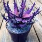 200 PCS Seeds Rainbow Aloe Bonsai Mixed Excellent Succulent Plants