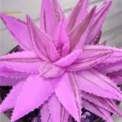 200 PCS Seeds Rainbow Aloe Bonsai Mixed Excellent Succulent Plants