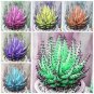 200 PCS Seeds Rainbow Aloe Bonsai Mixed Excellent Succulent Plants