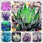 200 PCS Seeds Rainbow Aloe Bonsai Mixed Excellent Succulent Plants