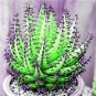 200 PCS Seeds Rainbow Aloe Bonsai Mixed Excellent Succulent Plants