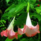 100 PCS Seeds Rainbow Brugmansia Datura Bonsai 100 PCS Seeds Rainbow Brugmansia Datura Bonsai