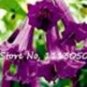 100 PCS Seeds Rainbow Brugmansia Datura Bonsai