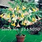 100 PCS Seeds Rainbow Brugmansia Datura Bonsai