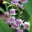 50 PCS Seeds Rainbow Butterfly Orchid 50 PCS Seeds Rainbow Butterfly Orchid