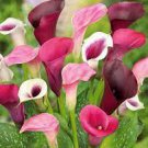 100 PCS Seeds Rainbow Calla Lily Plants Flower Plant Plants Seed Indoor Plants 100 PCS Seeds Rainbow Calla Lily Plants Flower Plant Plants Seed Indoor Plants