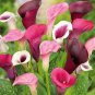 100 PCS Seeds Rainbow Calla Lily Plants Flower Plant Plants Seed Indoor Plants