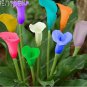 100 PCS Seeds Rainbow Calla Lily Plants Flower Plant Plants Seed Indoor Plants