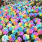 20 PCS Seeds Rainbow Chrysanthemum Flower