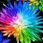20 PCS Seeds Rainbow Chrysanthemum Flower