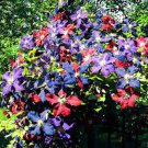 300 PCS Seeds Rainbow Clematis Flower