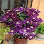300 PCS Seeds Rainbow Clematis Flower