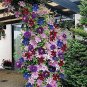 300 PCS Seeds Rainbow Clematis Flower