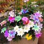 300 PCS Seeds Rainbow Clematis Flower