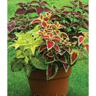 100 PCS Seeds Rainbow Coleus 100 PCS Seeds Rainbow Coleus