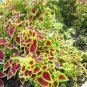 100 PCS Seeds Rainbow Coleus