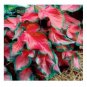 100 PCS Seeds Rainbow Coleus
