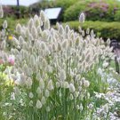 100 PCS Seeds Rainbow Colorful Rabbit Tail Grass Semillas