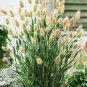 100 PCS Seeds Rainbow Colorful Rabbit Tail Grass Semillas