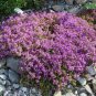 200 PCS Seeds Rainbow Creeping Thyme Plants Blue Rock CRESS Plants