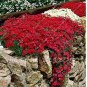 200 PCS Seeds Rainbow Creeping Thyme Plants Blue Rock CRESS Plants