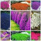 200 PCS Seeds Rainbow Creeping Thyme Plants Blue Rock CRESS Plants 200 PCS Seeds Rainbow Creeping Thyme Plants Blue Rock CRESS Plants