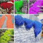 200 PCS Seeds Rainbow Creeping Thyme Plants Blue Rock CRESS Plants