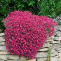200 PCS Seeds Rainbow Creeping Thyme Plants Blue Rock CRESS Plants
