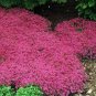 200 PCS Seeds Rainbow Creeping Thyme Plants Blue Rock CRESS Plants