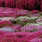 200 PCS Seeds Rainbow Creeping Thyme Plants Blue Rock CRESS Plants