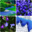 200 PCS Seeds Rainbow Creeping Thyme Plants Blue Rock CRESS Plants 200 PCS Seeds Rainbow Creeping Thyme Plants Blue Rock CRESS Plants