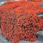 200 PCS Seeds Rainbow Creeping Thyme Plants Blue Rock CRESS Plants
