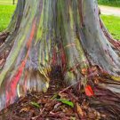 5 PCS Seeds Rainbow Eucalyptus Deglupta Tree 5 PCS Seeds Rainbow Eucalyptus Deglupta Tree