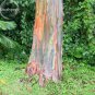5 PCS Seeds Rainbow Eucalyptus Deglupta Tree