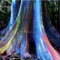 5 PCS Seeds Rainbow Eucalyptus Deglupta Tree