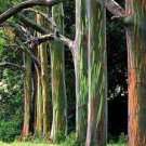 100 PCS Seeds Rainbow Eucalyptus Seed Tropical Tree 100 PCS Seeds Rainbow Eucalyptus Seed Tropical Tree