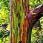 100 PCS Seeds Rainbow Eucalyptus Seed Tropical Tree