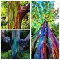 100 PCS Seeds Rainbow Eucalyptus Seed Tropical Tree