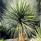 10 PCS Seeds Rainbow Japanese Bottle Palm Bonsai Tree Exotic Plants