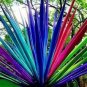 10 PCS Seeds Rainbow Japanese Bottle Palm Bonsai Tree Exotic Plants