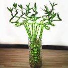 40 PCS Seeds Rainbow Lucky Bamboo Bonsai Small Potted Plants