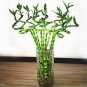 40 PCS Seeds Rainbow Lucky Bamboo Bonsai Small Potted Plants