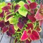 100 PCS Seeds Rainbow Mixed Coleus
