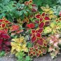 100 PCS Seeds Rainbow Mixed Coleus