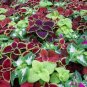 100 PCS Seeds Rainbow Mixed Coleus